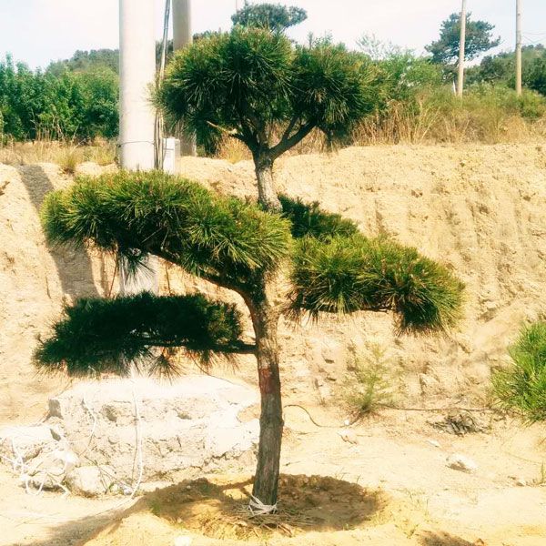 養(yǎng)好松樹盆景，注意這三點(diǎn)